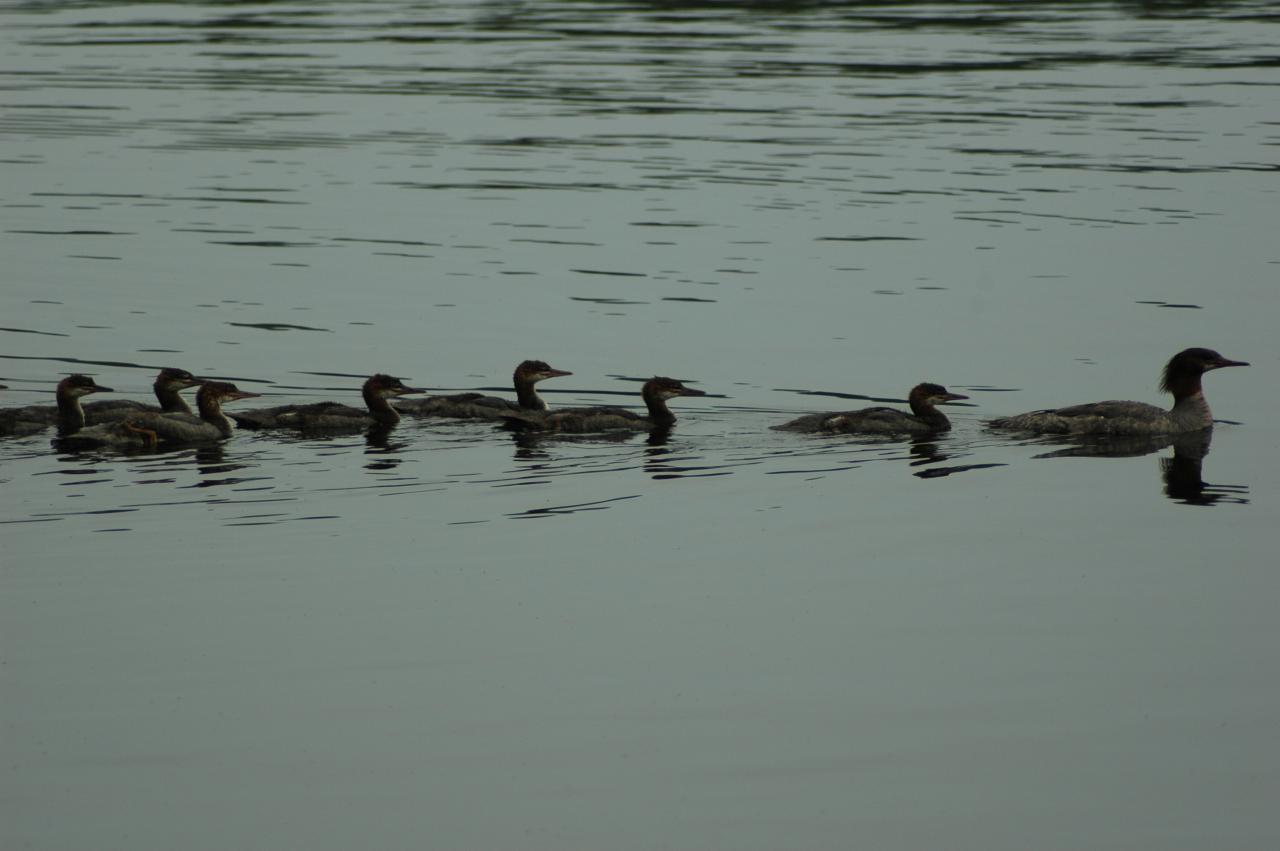 Common mergansers