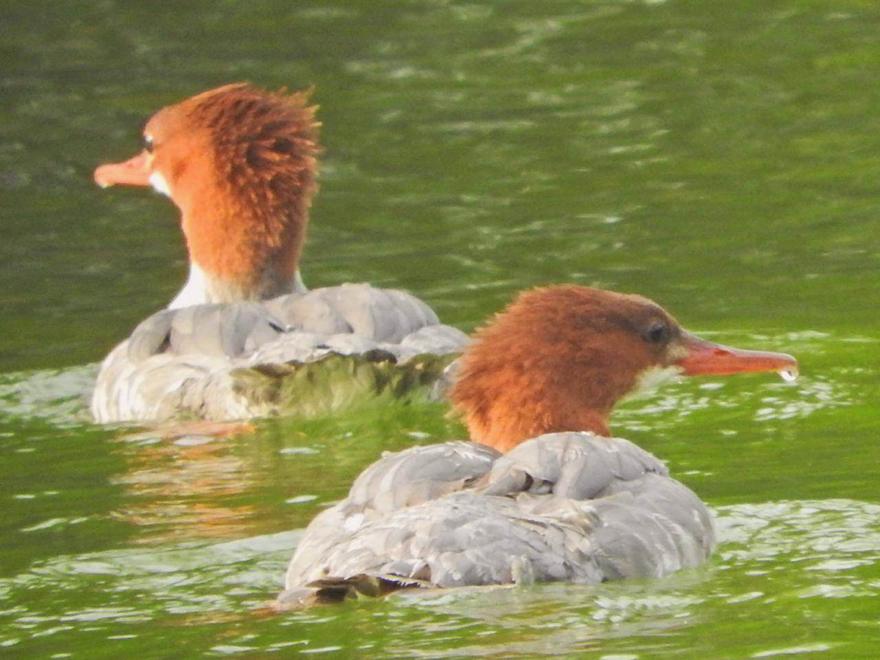 Common Mergansers (Females)