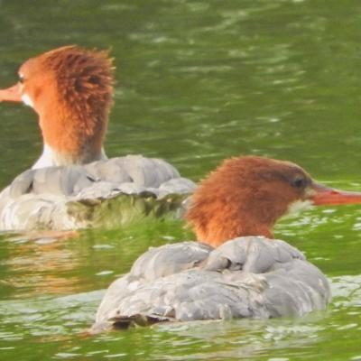 Common Mergansers (Females)