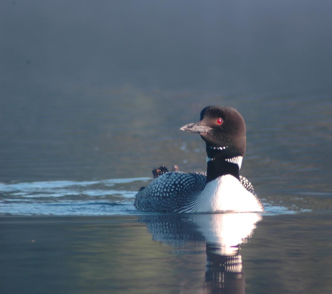 Common loon 1