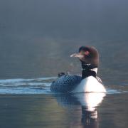 Plongeon huard 1