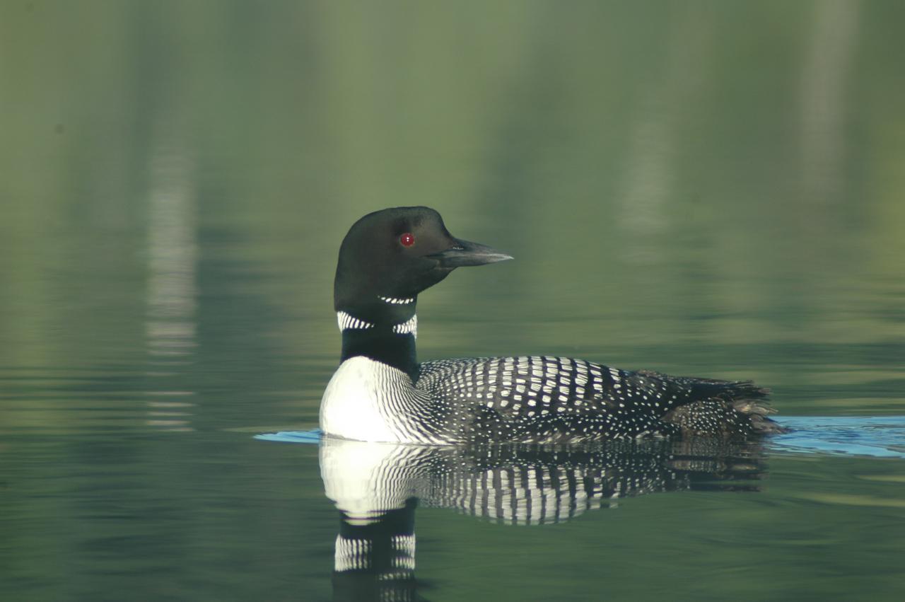 Plongeon huard 2