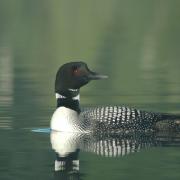 Common loon 2