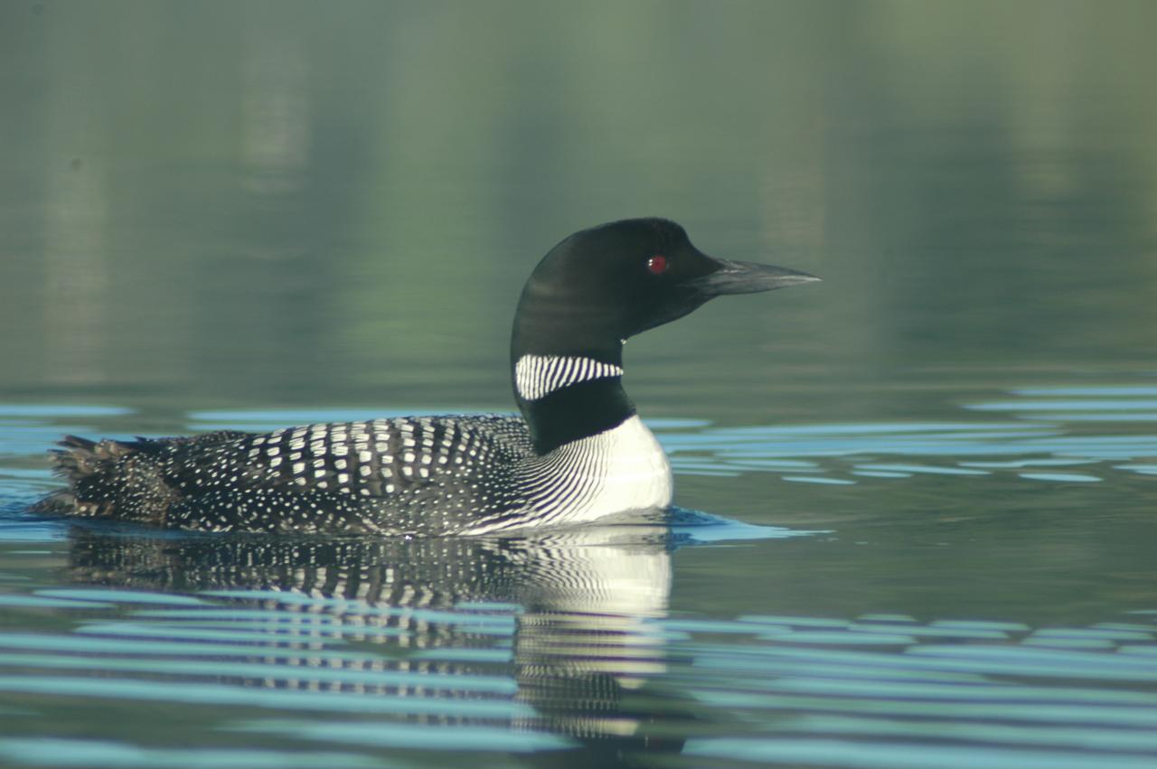 Plongeon huard 3