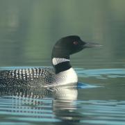 Common loon 3