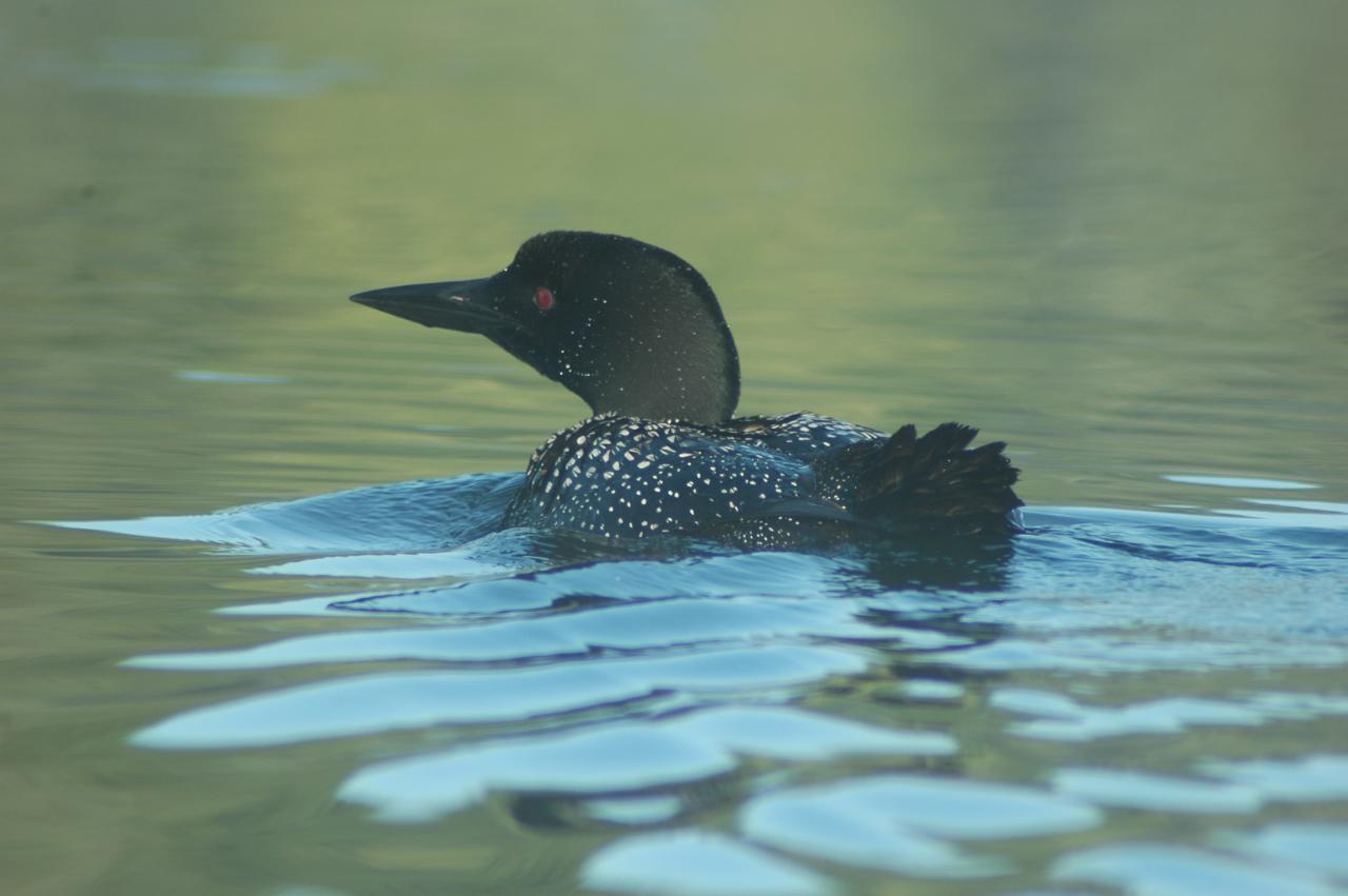 Common loon 4