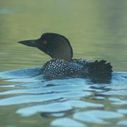 Plongeon huard 4