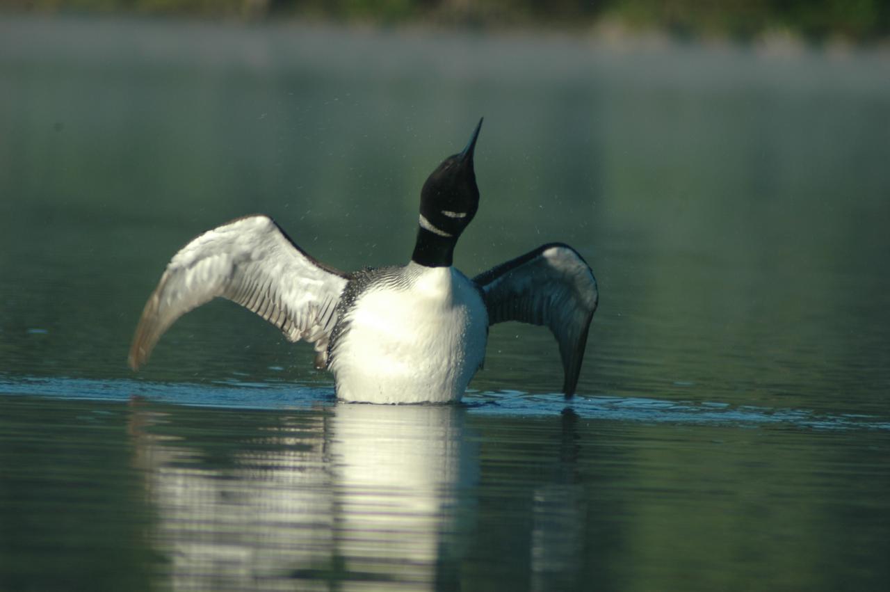 Plongeon huard 5