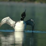 Common loon 5