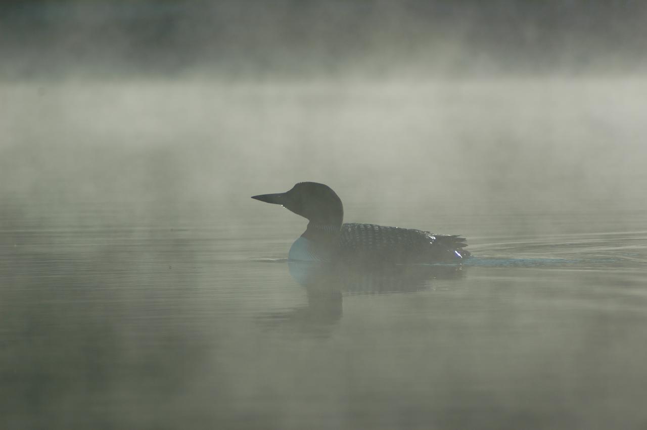 Plongeon huard 6