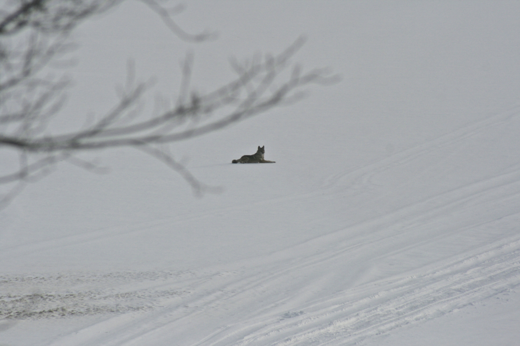 Solitary wolf